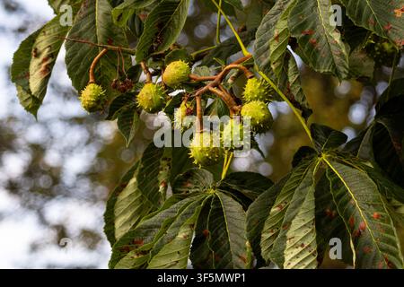 Rosskastanienbaum (Aesculus hippocastanum) mit stacheligen grünen Samenkapseln an belaubten Ästen im Spätsommer. Stockfoto