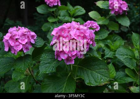 Schöne blühende lila Hortensienblüten (Hydrangea macrophylla) im Sonnenlicht vor unscharfem Hintergrund im Sommer. Stockfoto