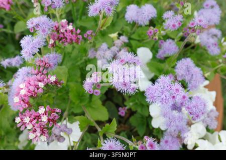 Blauer Ageratum houstonianum blüht mit rosa Statice. Frische Flossblume Pflanze Nahaufnahme von oben. Hinterhof-Blumenhintergrund. Stockfoto