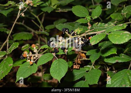 Makro-Aufnahme von oben von frischen schwarzen Wildbeeren, die auf einem dornigen Brombeerstrauch mit strukturierten grünen Blättern im hellen Waldsonnenlicht reifen, zeigt organi Stockfoto