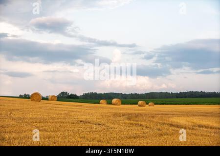 Runde Strohballen auf abgeerntetem Feld unter bewölktem Himmel Stockfoto