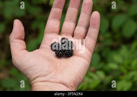 Nahaufnahme einer kleinen Handvoll frisch gepflückter wilder Schwarzenbeeren, die in einer offenen Handfläche gehalten werden, mit einem weichen verschwommenen grünen Hintergrund aus Laub im Wald o Stockfoto