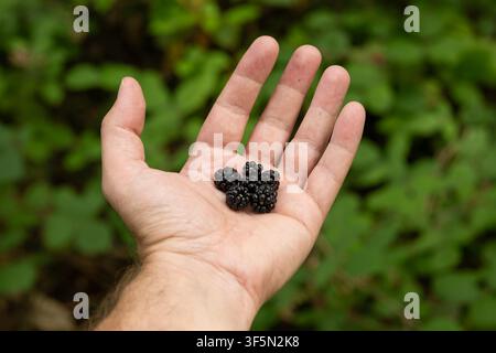 Nahaufnahme einer kleinen Handvoll frisch gepflückter wilder Schwarzenbeeren, die in einer offenen Handfläche gehalten werden, mit einem weichen verschwommenen grünen Hintergrund aus Laub im Wald o Stockfoto
