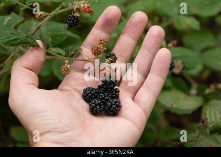 Nahaufnahme einer kleinen Handvoll frisch gepflückter wilder Schwarzenbeeren, die in einer offenen Handfläche gehalten werden, mit einem weichen verschwommenen grünen Hintergrund aus Laub im Wald o Stockfoto