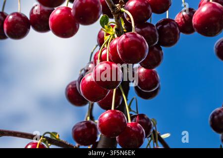 Reife rote Früchte hängen von den Ästen eines Baumes vor einem klaren blauen Sommerhimmel. Stockfoto
