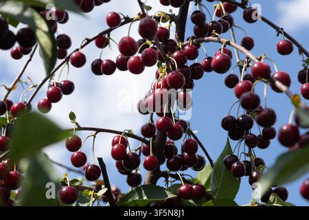 Dunkelrote Früchte wachsen reichlich an schlanken Ästen unter einem hellen Sommerhimmel. Stockfoto
