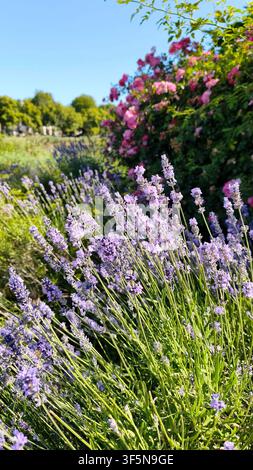 Blühende lila Lavendelblüten und rosa Rosen in einem sonnigen botanischen Garten, natürliche Landschaft im Freien als Kräuterhintergrund Stockfoto