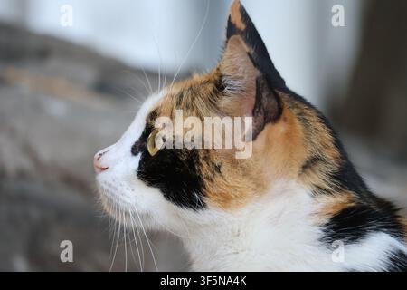 Nahaufnahme-Profilporträt einer Kaliko-Katze, die intensiv wegblickt Stockfoto