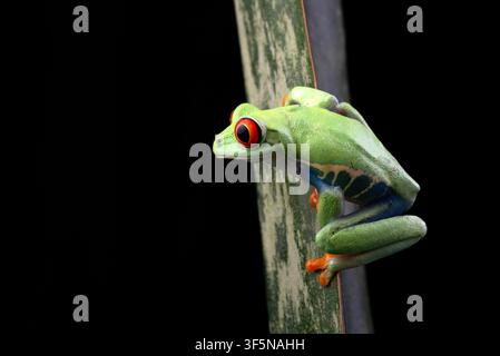 ein Rotaugenbaumfrosch, der an einem Blatt hängt Stockfoto