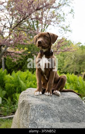 Süßer braun-weißer Welpe sitzt auf einem Felsen Stockfoto