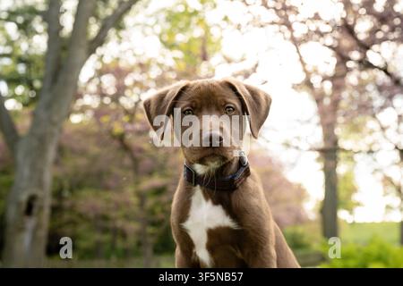 Porträt eines niedlichen braunen Welpen im Park Stockfoto