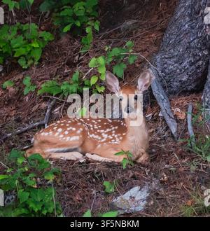 Geschecktes Rehkitz ruht ruhig im Wald in Kanada Stockfoto