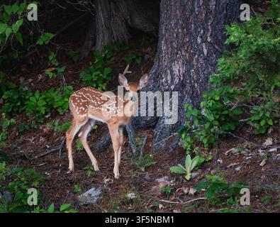 Neugieriges geflecktes Weißwedelhirschfohlen im Wald in Kanada Stockfoto