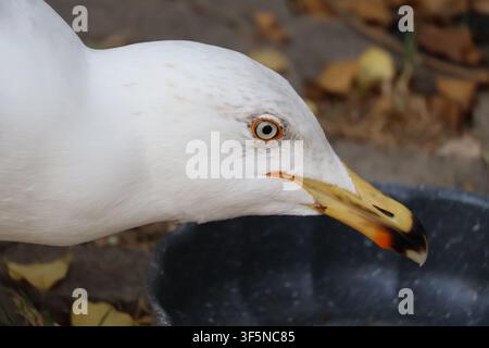 Nahaufnahme des Profils einer Möwe nach der Fütterung, mit geschlossenem Schnabel über einem grauen Teller Stockfoto