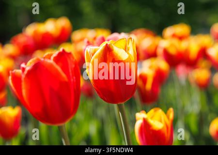 Hellrote Tulpen, die im warmen Abendsonnenlicht leuchten, mit weichem Blumenbokeh und geringer Tiefenschärfe im Frühlingsgarten Stockfoto