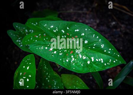 Grünes Calathea-Blatt mit weißer und rosa Buntzeichnung Stockfoto