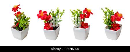 Getopfte künstliche rote Blumen mit grünem Laub, die in einer Reihe auf einem weißen Hintergrund stehen Stockfoto