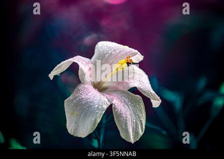 Nahaufnahme einer weißen Hibiskusblüte mit Wassertropfen und farbenfrohem Bokeh Stockfoto