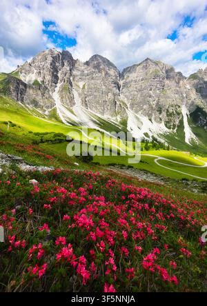 Panorama einer wunderschönen Landschaft im Stubaital in Tirol, Schlick 2000 mit roten Blumen Stockfoto