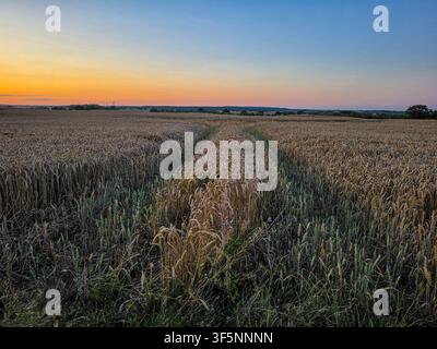 Traktorspuren, die durch ein goldenes Weizenfeld bei Sonnenuntergang in der friedlichen Landschaft führen Stockfoto