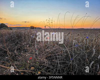 Wildblumenwiese bei Sonnenuntergang mit bunten Kornblumen und Mohn in trockener Sommergrasnarbe Stockfoto