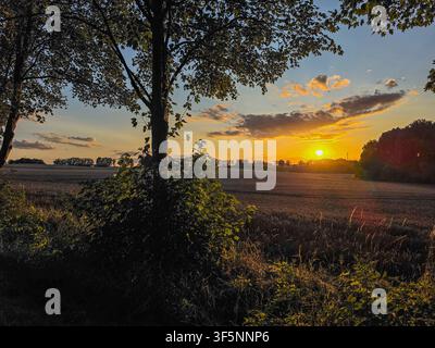 goldener Sonnenuntergang über einem friedlichen Landfeld, eingerahmt von Bäumen und beleuchtet vom Abendlicht Stockfoto