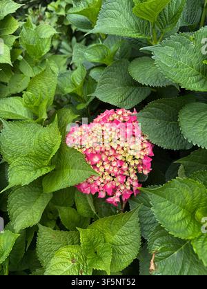 Rosa Hortensienblüte, umgeben von üppigen grünen Blättern in einem Garten Stockfoto