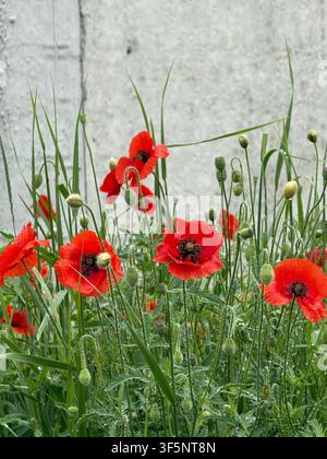 Rote Mohnblumen blühen auf einer wilden Wiese vor einem hellen Hintergrund Stockfoto