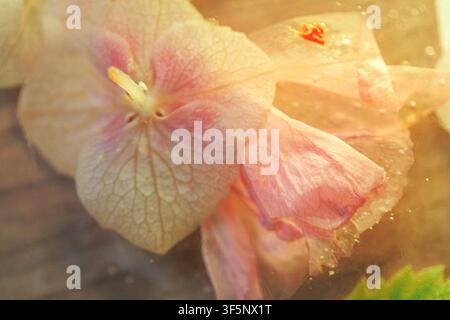 Rosa Hortensienblüten, die in Eis eingefroren sind, mit warmem goldenem Licht im Hintergrund Stockfoto