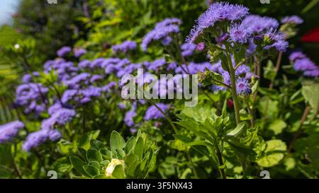 Lila Ageratum-Blüten, die in einem sonnigen Garten blühen, Nahaufnahme Stockfoto