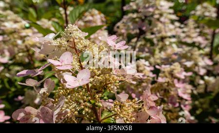 Hydrangea paniculata Blüte Nahaufnahme mit zartrosa und weißen Blüten Stockfoto
