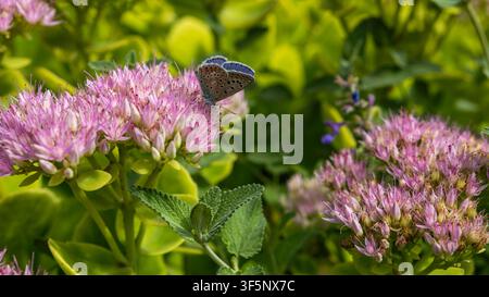 Gemeiner Blauer Falter auf rosa Steinbrechblüten in einem Sommergarten Stockfoto