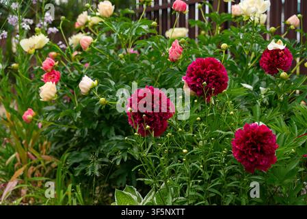 Ein lebendiges Blumenbeet gefüllt mit sattfarbenen roten Pfingstrosen und zarten blasspfirsichfarbenen und gelben Pfingstrosenblüten. Das üppige Laub und die Vielfalt der Blumen co Stockfoto