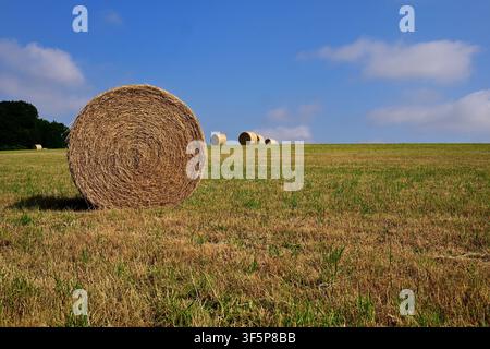 Runde Heuballen auf einem kürzlich abgeernteten Feld unter einem blauen Sommerhimmel, England, UK. Ländliche Agrarlandschaft Stockfoto