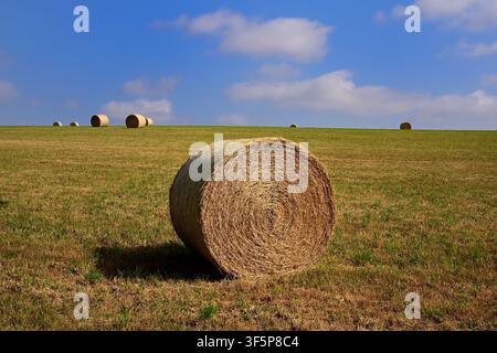 Runde Heuballen auf einem kürzlich abgeernteten Feld unter einem blauen Sommerhimmel, England, UK. Ländliche Agrarlandschaft Stockfoto