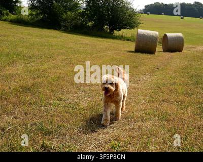 Labradoodle geht durch ein kürzlich abgeerntetes Feld mit runden Heuballen im Hintergrund, England, UK. Ländliche Sommerlandschaft Stockfoto