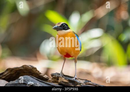 Blaurücken-Pitta, die auf dem Waldboden im Ma-Da-Wald, Dong Nai, Vietnam, steht. Stockfoto