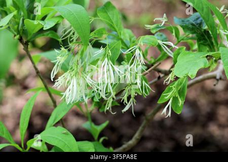 Chionanthus virginicus. Nahaufnahme von büscheligen weißen Blüten des nordamerikanischen Fransenbaums im Sommer. Stockfoto
