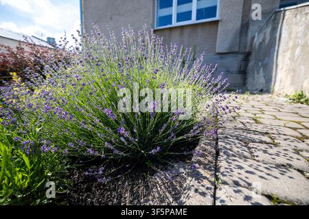 Lavendelstrauch blüht neben Steinpflaster und Gebäudeaußenwand in sonniger Außenfläche mit natürlichem Licht, das weiche Schatten auf Betonfliesen wirft Stockfoto