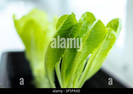 Frische grüne Salatblätter, die in einem dunklen Behälter drinnen wachsen, der an einem hellen Fenster platziert ist, um natürliches Sonnenlicht einzufangen, und dabei eine lebendige Textur und h Stockfoto