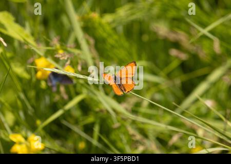 Großer Kupferfalter männlich - Lycaena dispar Stockfoto