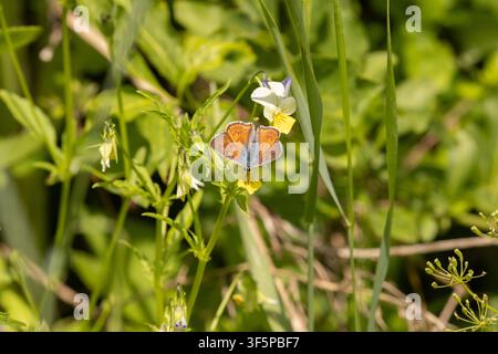 Purple-Shot Kupfer Schmetterling männlich - Lycaena alciphron Stockfoto