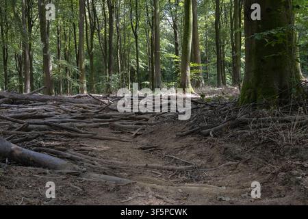 Freigelegte Baumwurzeln überqueren einen erodierten Waldweg in West Woods, Wiltshire, England, und zeigen natürliche Walderosion unter reifen Laubbäumen Stockfoto