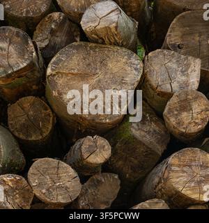 Nahaufnahme von gestapelten Holzblöcken, die geschnittene Baumstämme, Holzmaserung und natürliche Rindenstruktur in West Woods, Wiltshire, England zeigen. Stockfoto