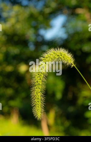 Nahaufnahme eines gebogenen, stacheligen Samenkopfs von Riesen-Fuchsschwanzgras, der die charakteristische Textur und Struktur der reifen Grasblüte zeigt Stockfoto