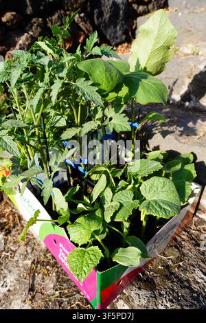 Pflanzen von Tomaten-, Melonen- und Gurken-Setzlingen im Gemüsegarten oder Gewächshaus. Junge Tomaten-, Melonen-, Gurken-Setzlinge. Stockfoto