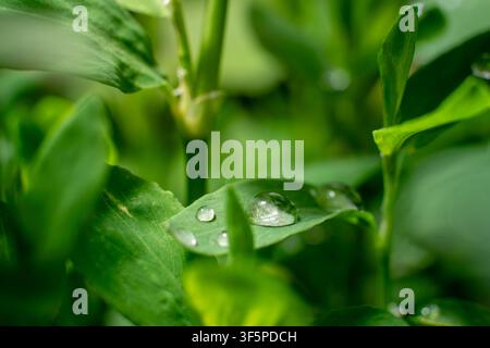 Tautropfen glitzern auf lebhaft grünen Pflanzenblättern Stockfoto