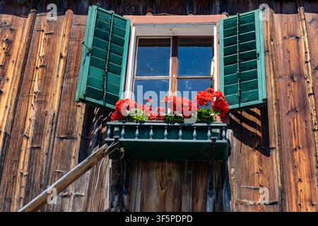 Rustikales Holz-Alpenhausfenster mit offenen grünen Fensterläden und hellen roten Blumen. Rote Geranienblüten in einem Topf auf einer Fensterbank. Stockfoto