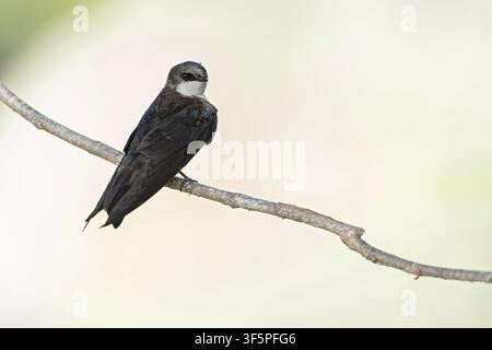 Eine Baumschwalbe (Tachycineta bicolor) sitzt auf einem Ast. Stockfoto