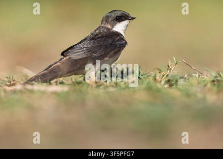 Ein Baumschwalbe (Tachycineta bicolor) ruht im Gras. Stockfoto
